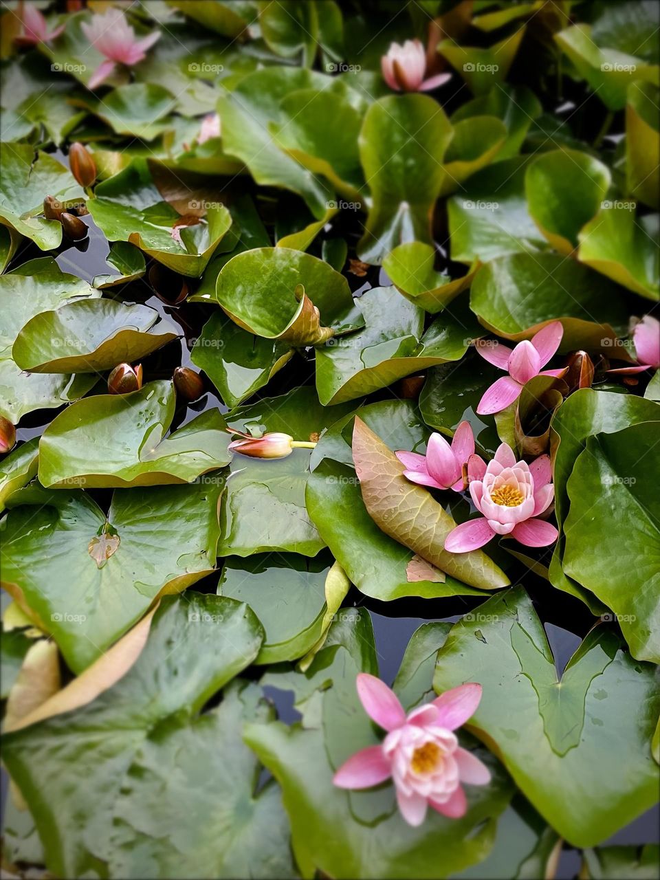 water lilies