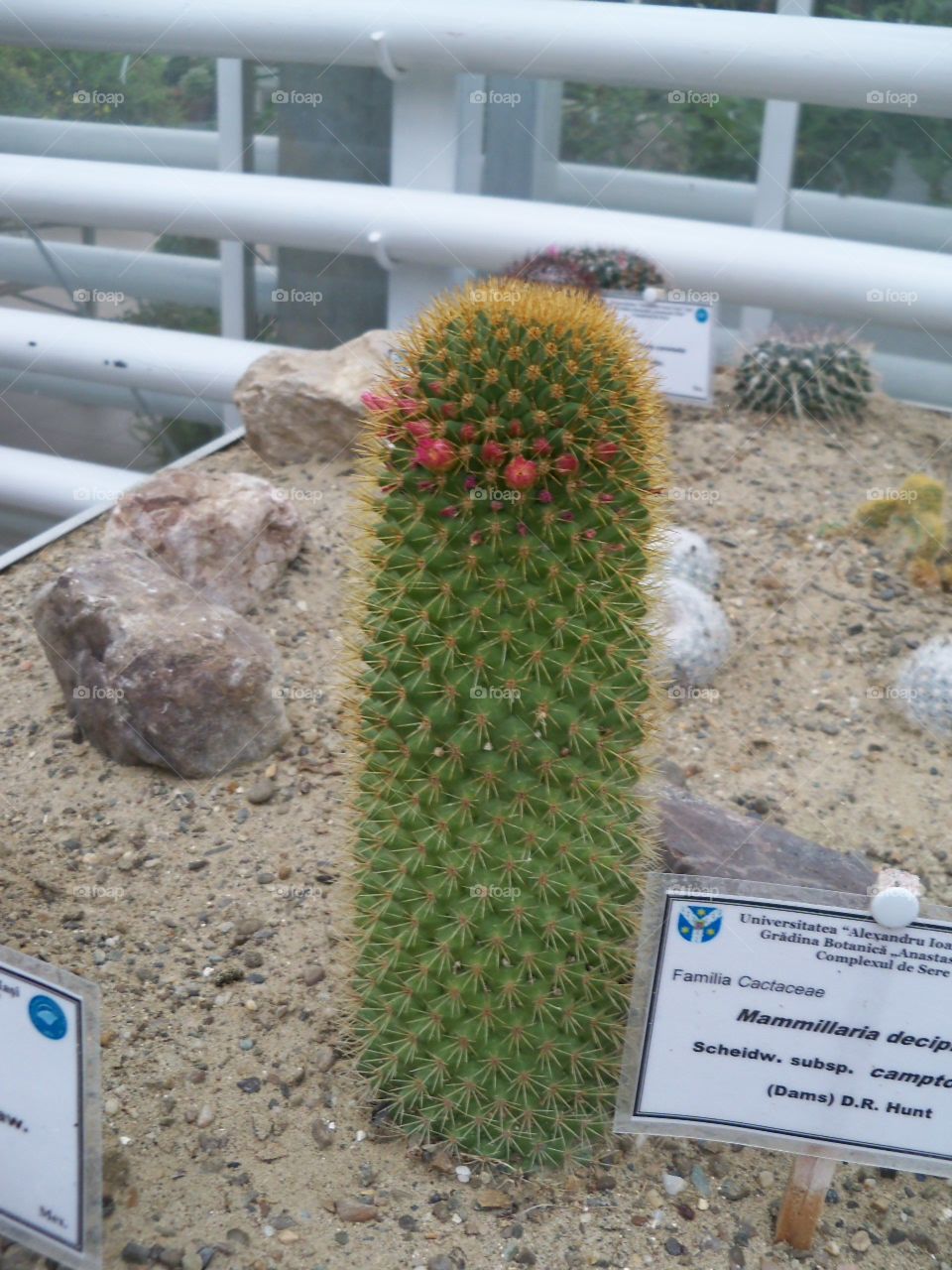 cactus