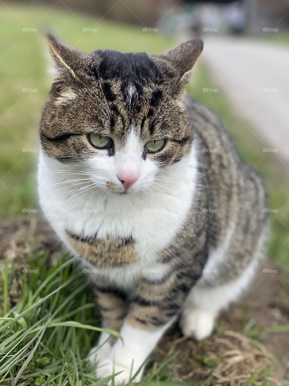 the cat is sitting on the grass
