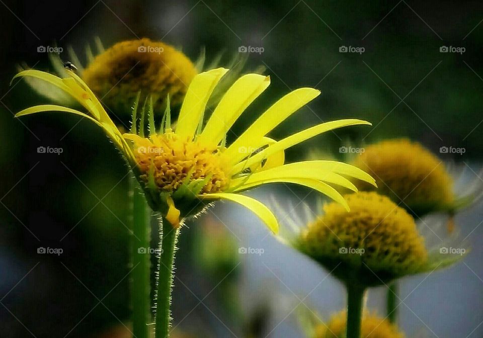 Yellow flower  Close-up