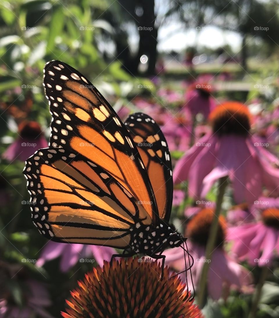 Monarch butterfly with flower garden background