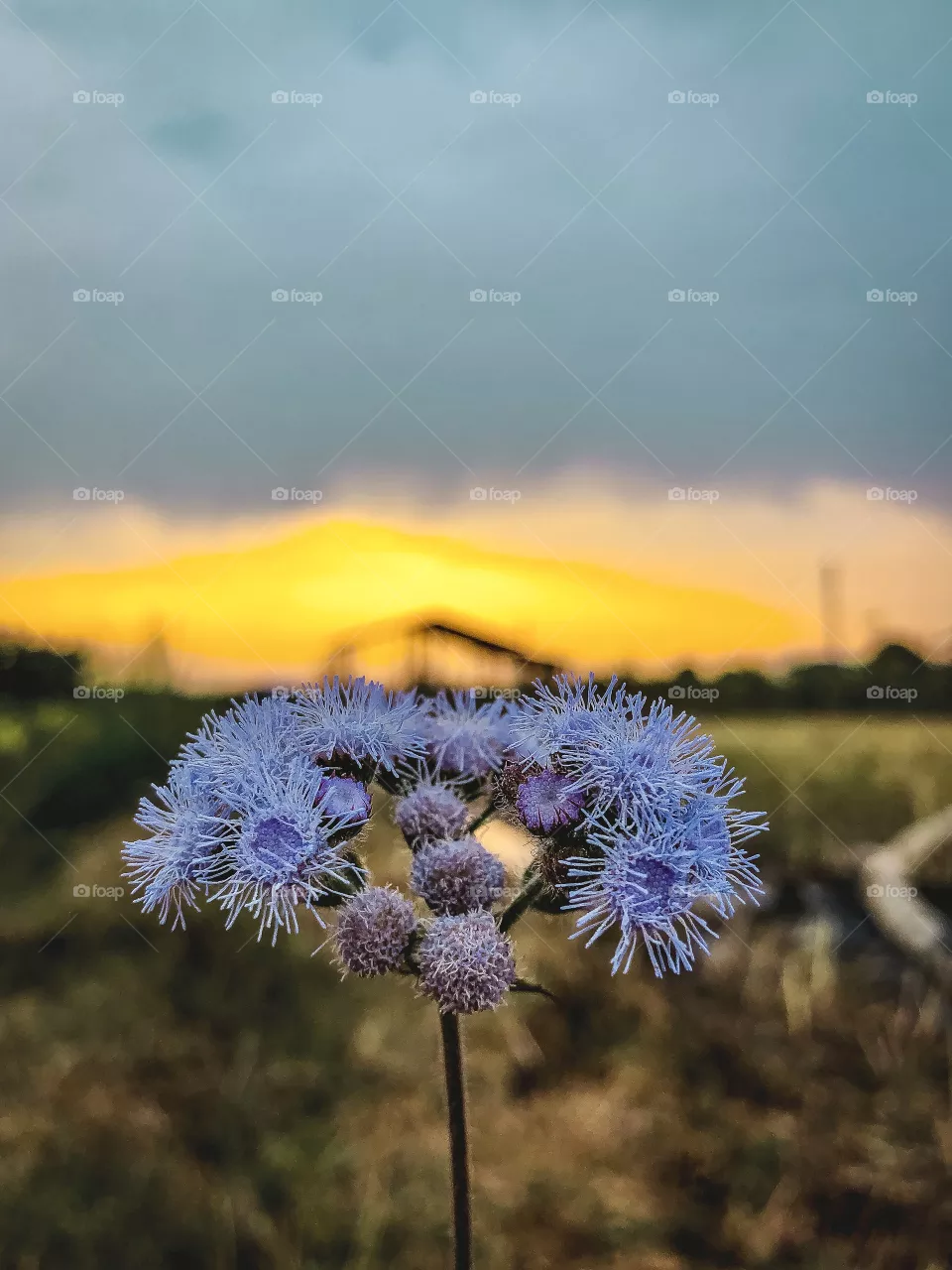 Flower and Sunset 