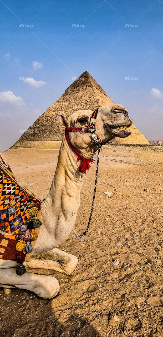 camel & pyramid