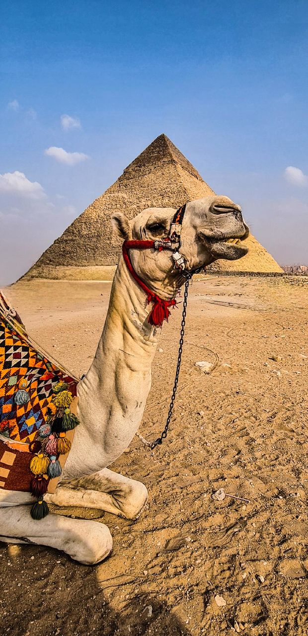 camel & pyramid