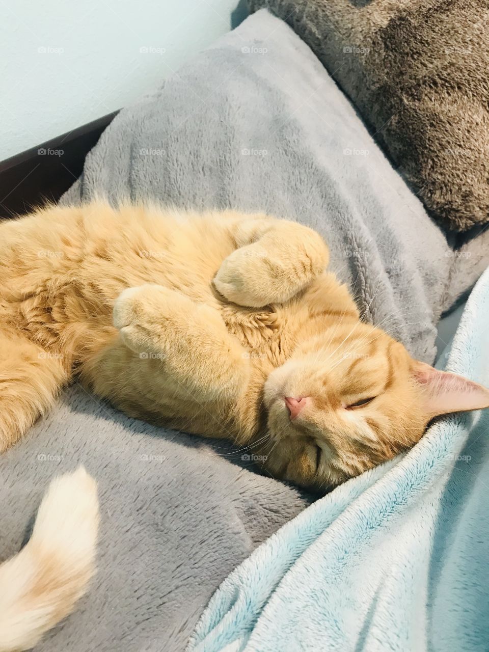 Darling orange tabby kitty cat all cuddled up in cozy blankets on bed! 