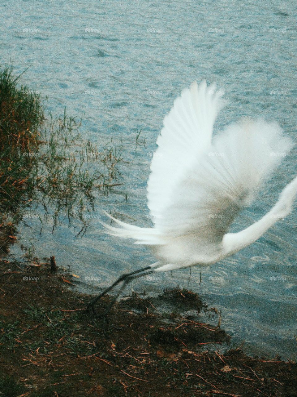 white heron flying