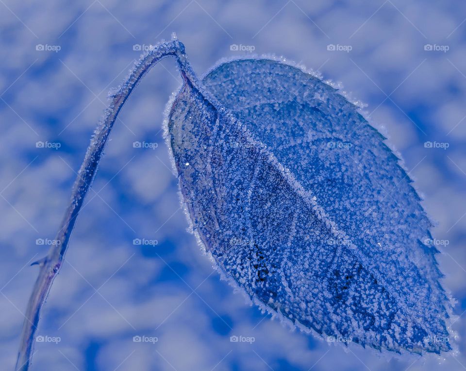 Frozen leaf in cold blue color