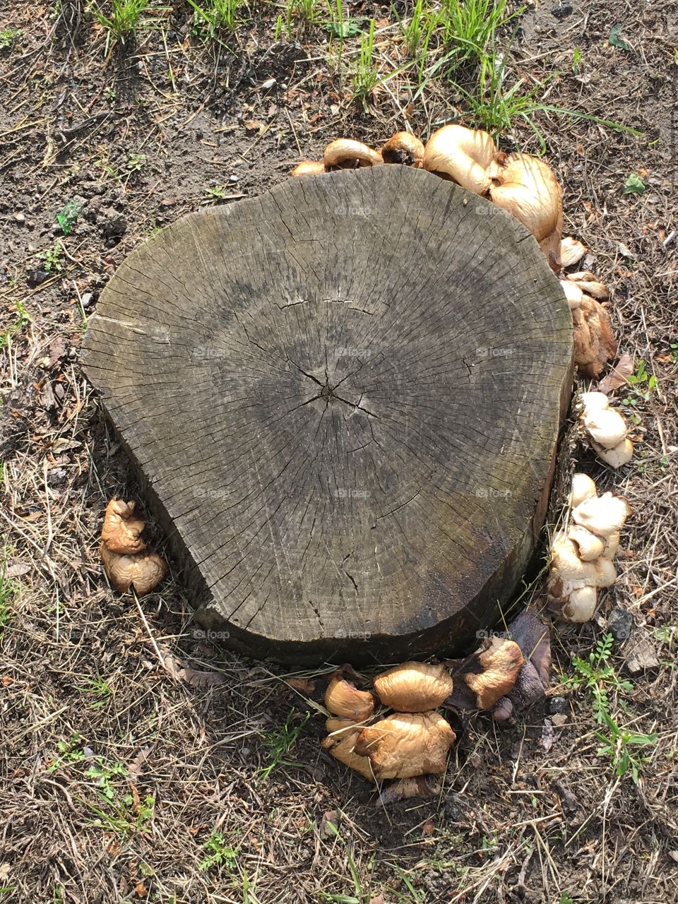 Fungi around tree stump