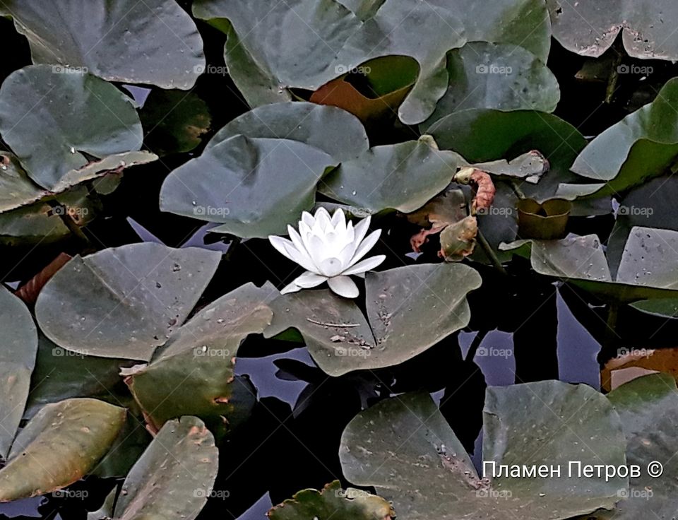 Water lily, the magic flower