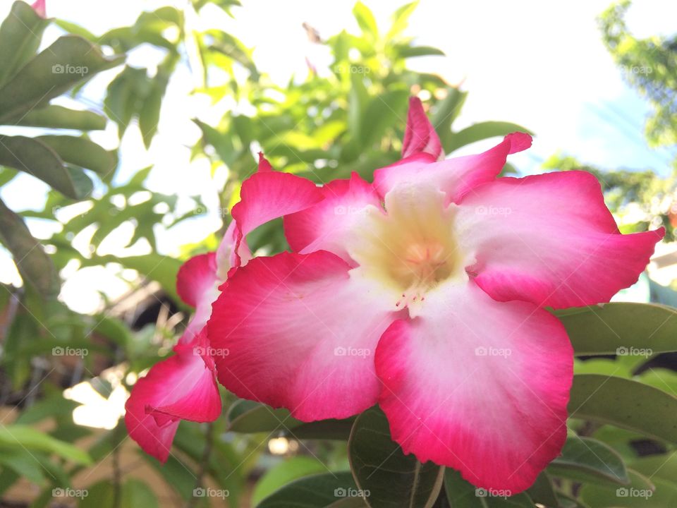 #flower #flora #nature #bright #sunshine #outdoor #pink #thailand