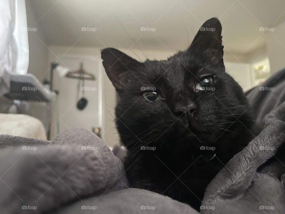 Cat photography