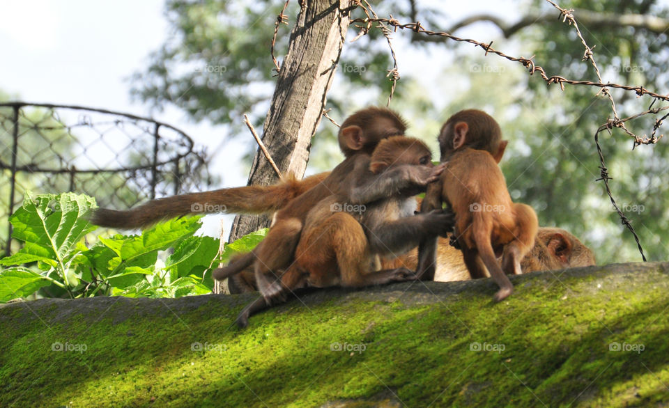 Nepalese monkey babies