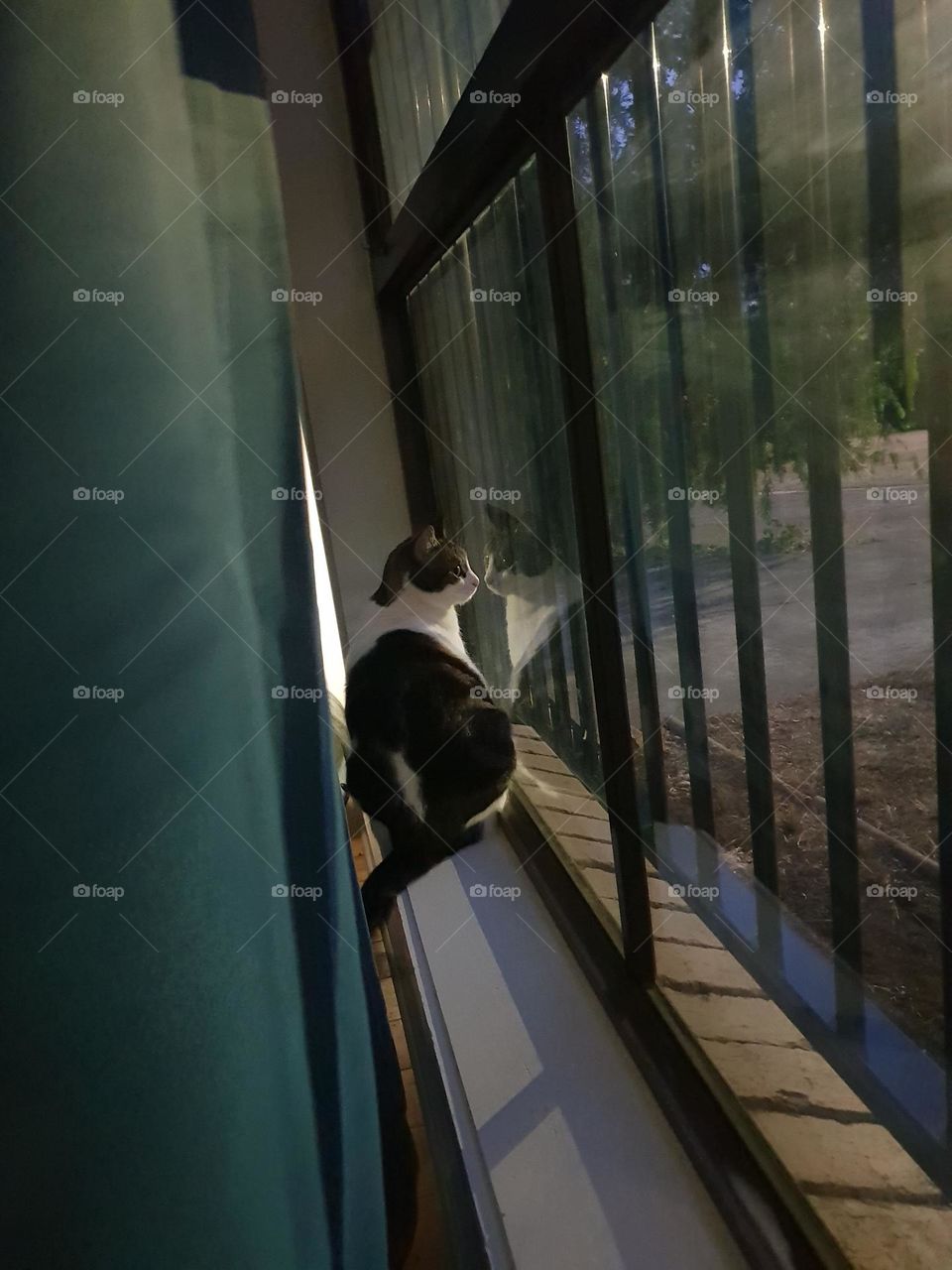 cat inside the curtain