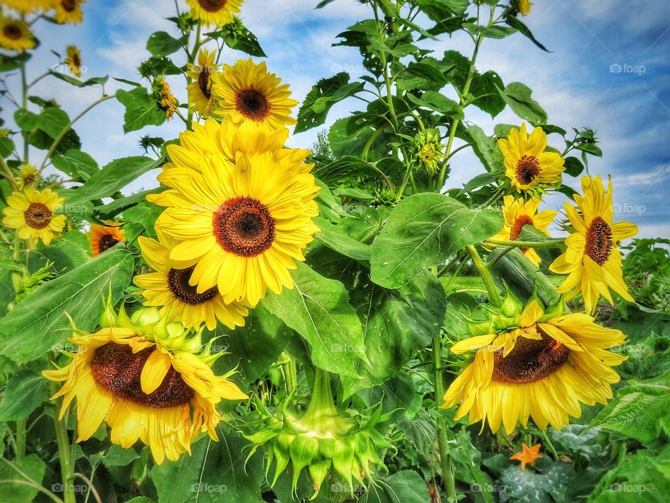 Sunflowers Varennes Quebec 