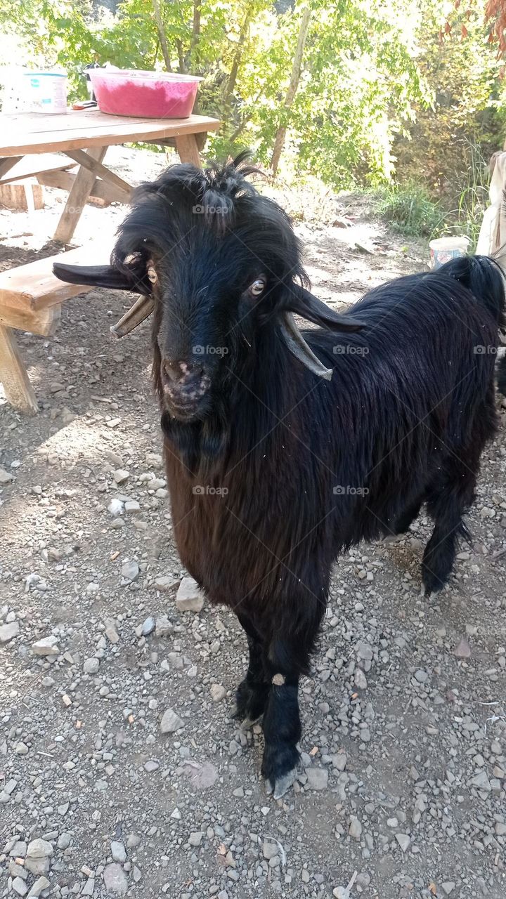 Billy goat
