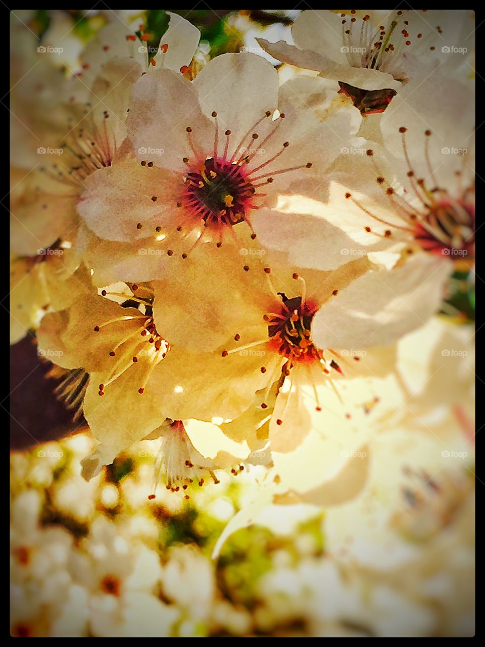 Flowers In spring . Blomster springer ud i Danmark 