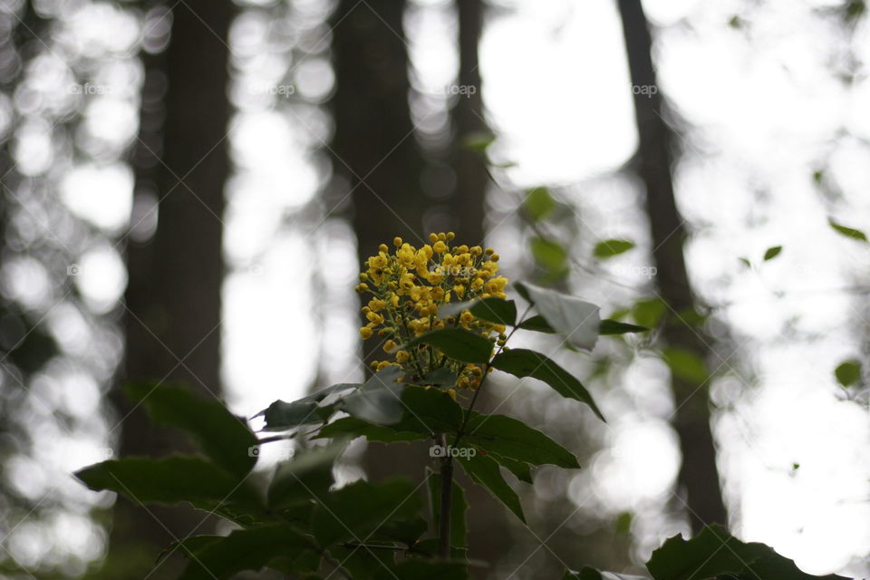 yellow blooming flower buds