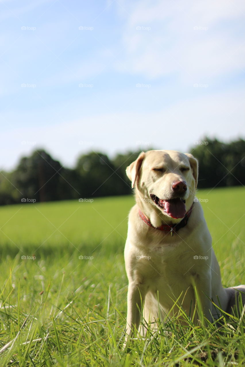 A sitting dog sticking out his tongue