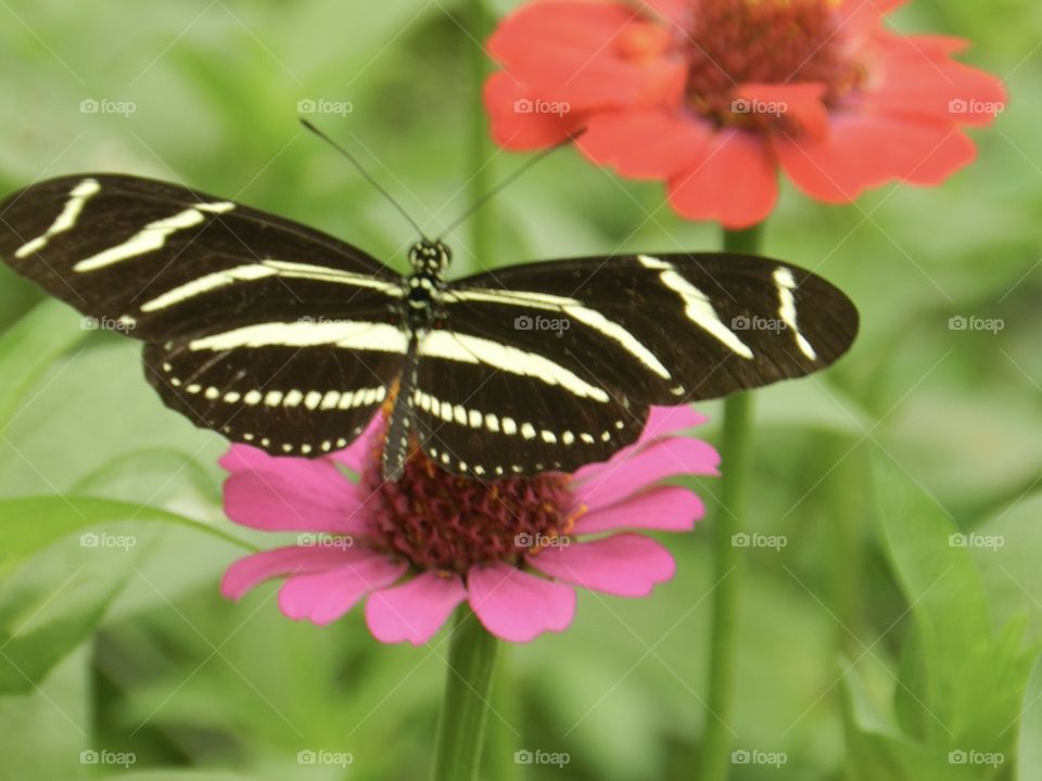 Zebra striped butterfly on zinnia flower