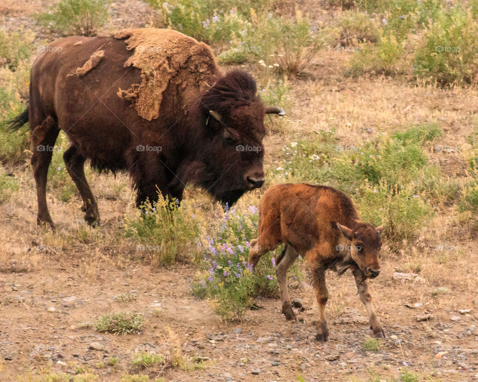 A buffalo with it's calf at Yellowstone