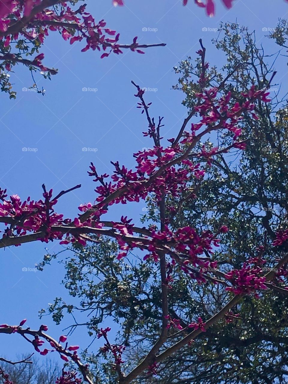 Just a nice photo of the pink flowers blooming here on the ranch in Texas. I have no idea what they’re called, so if anyone knows, let me know!