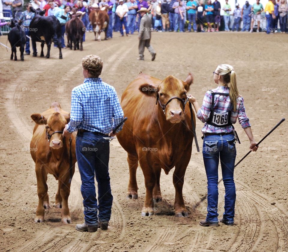 Cattle show 