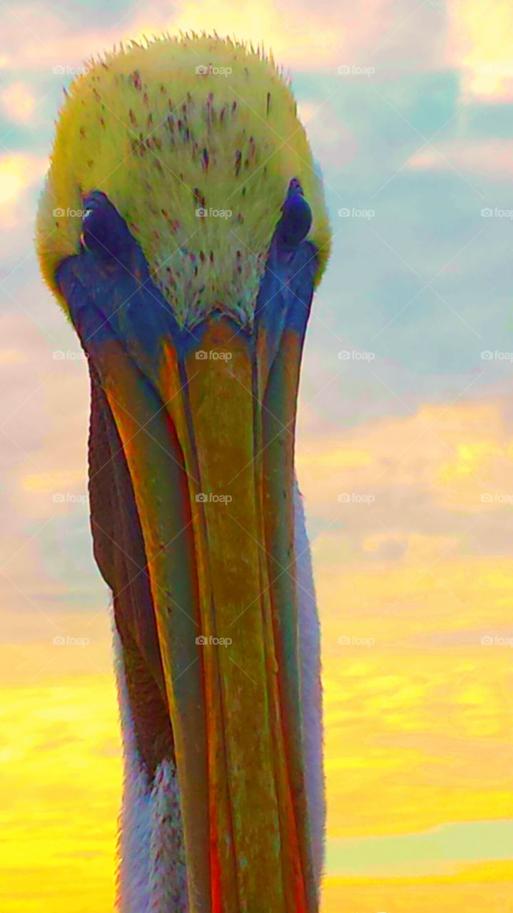 "CHARLIE THE PELICAN". Charlie is a local at the Oceanside pier & he will pose for you in return for fish.