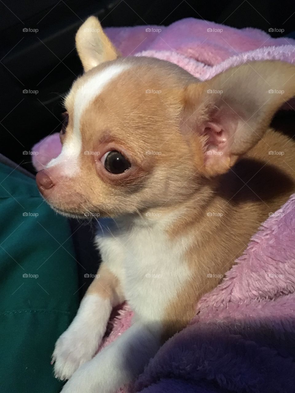 Baby chihuahua puppy