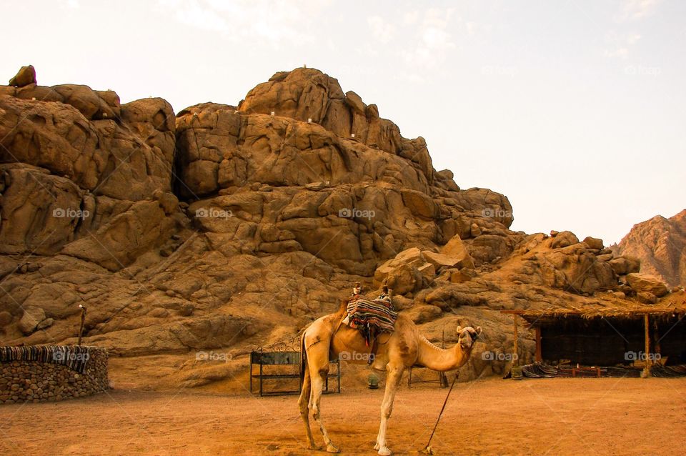 Camel standing near the rocky mountain