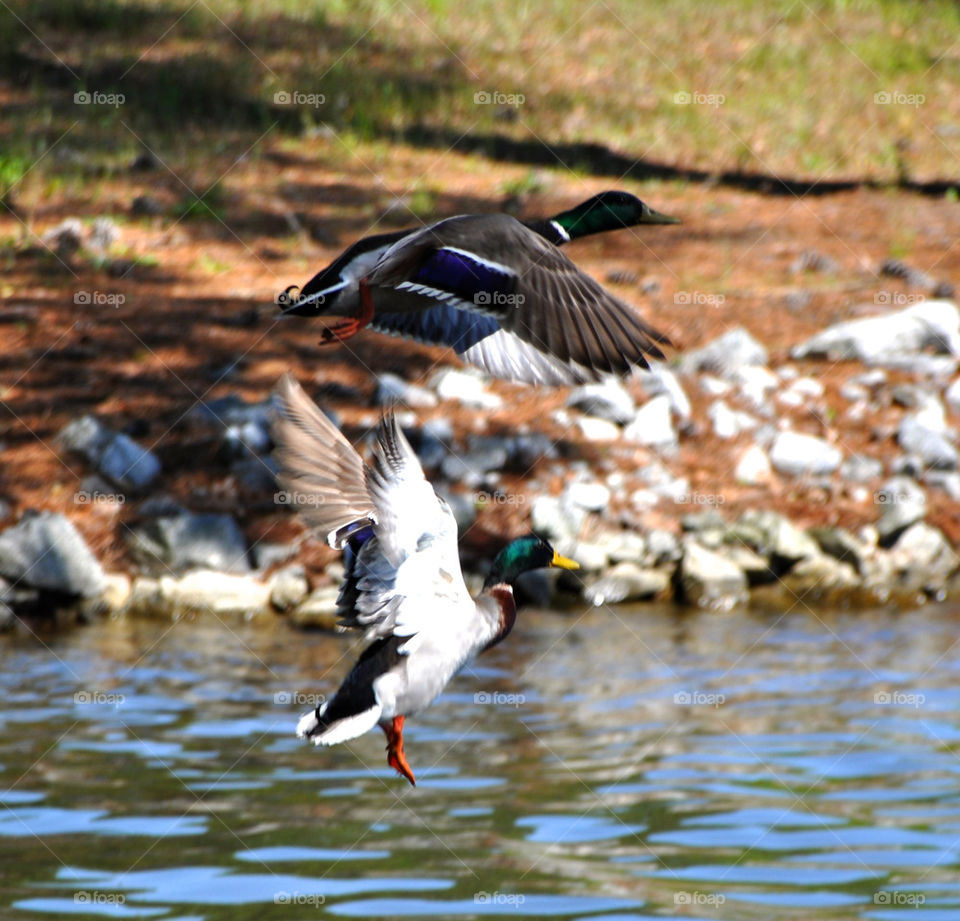 Two ducks in flight
