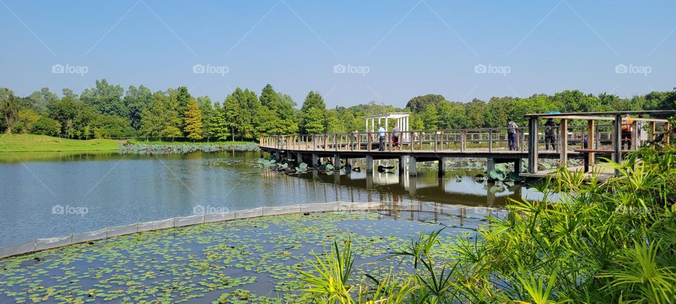 Footbridge at Hong Kong Wetland Park