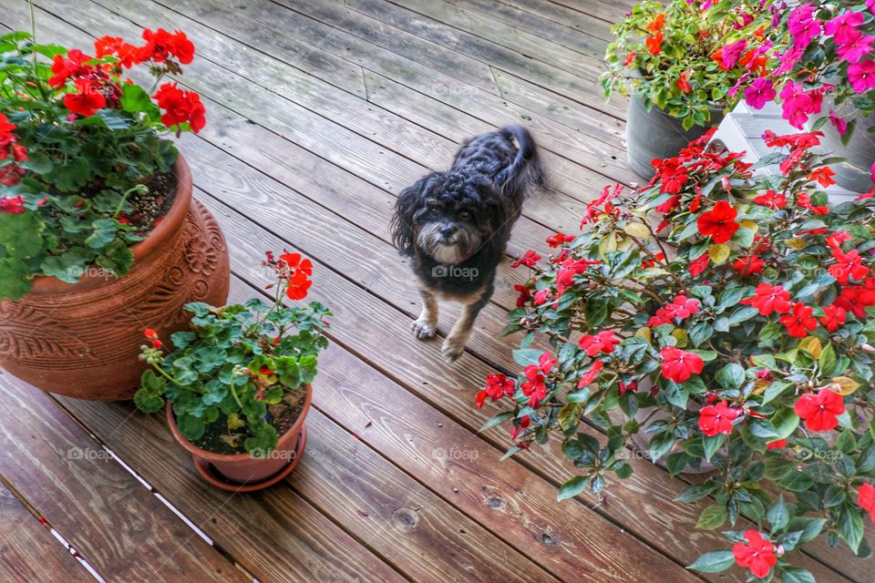 Dog standing near the plant