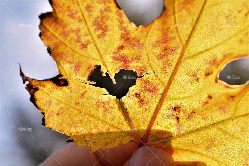 yellow autumnleaf with heart shaped hole and backlight held by a hand