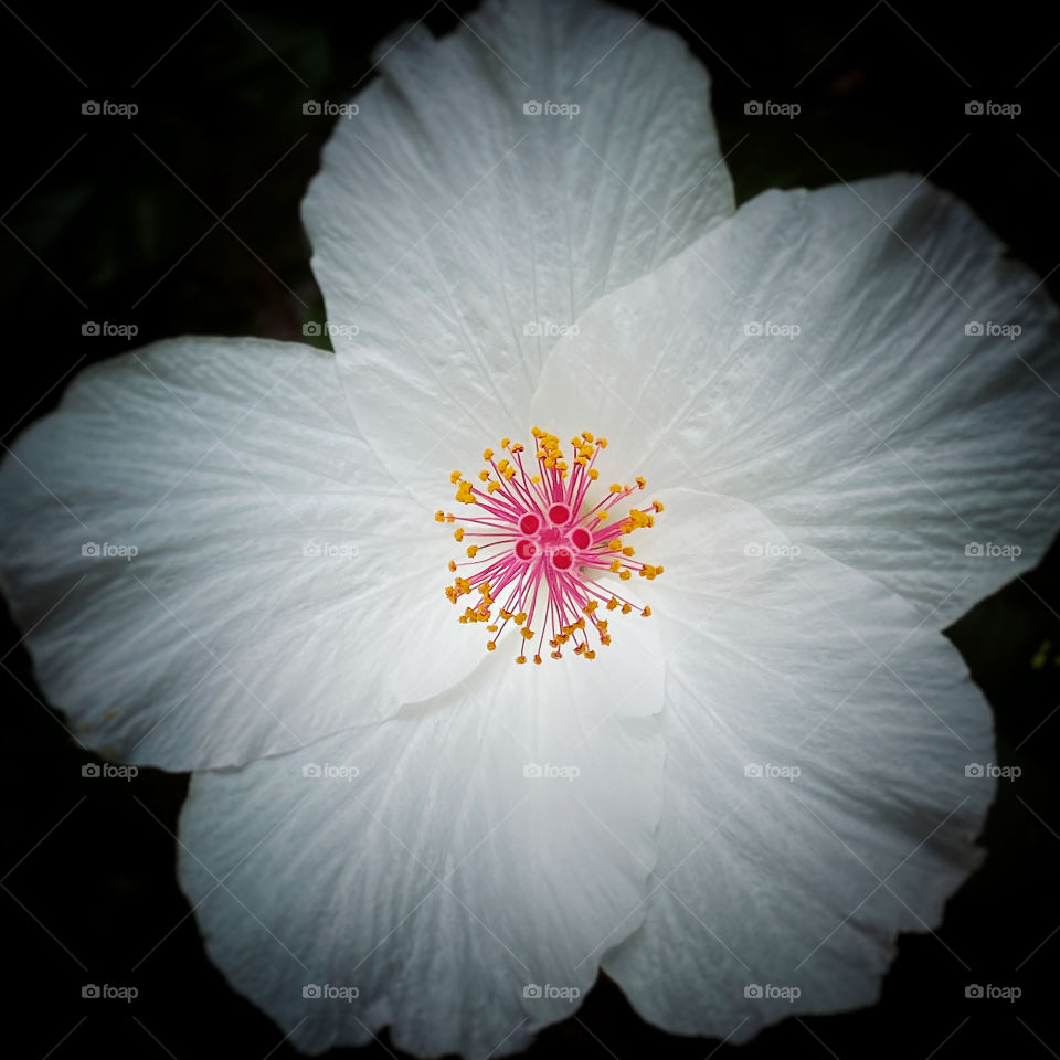 White hibiscus 