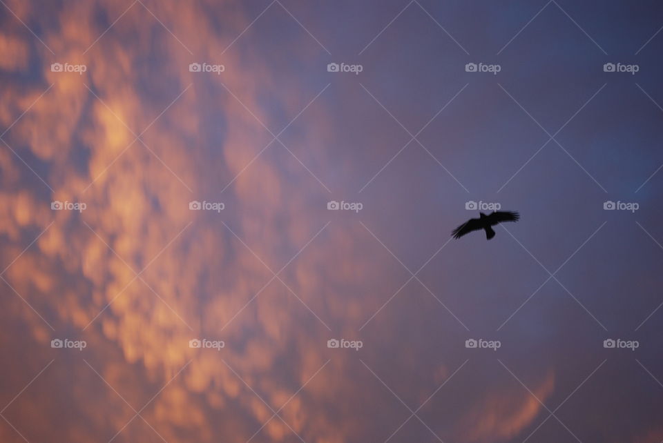 Bird in the sky