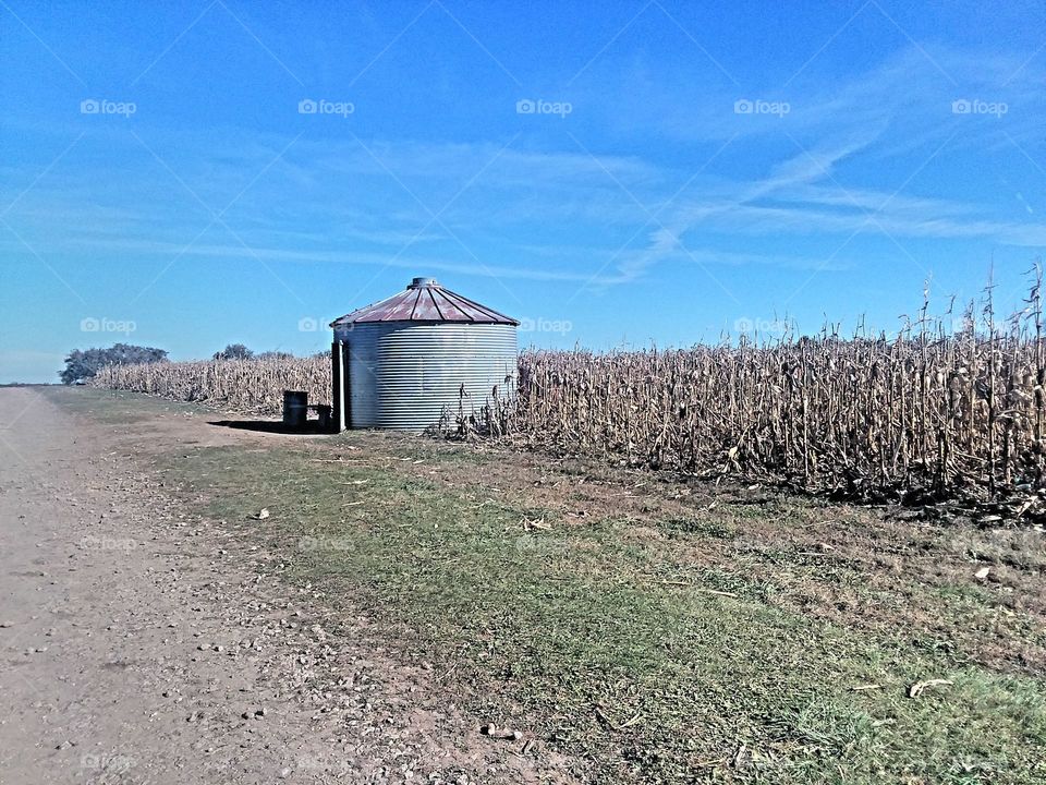 corn field and mill