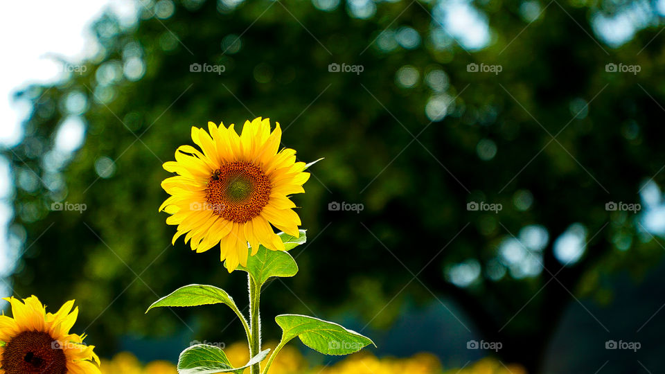 Sunflower picture