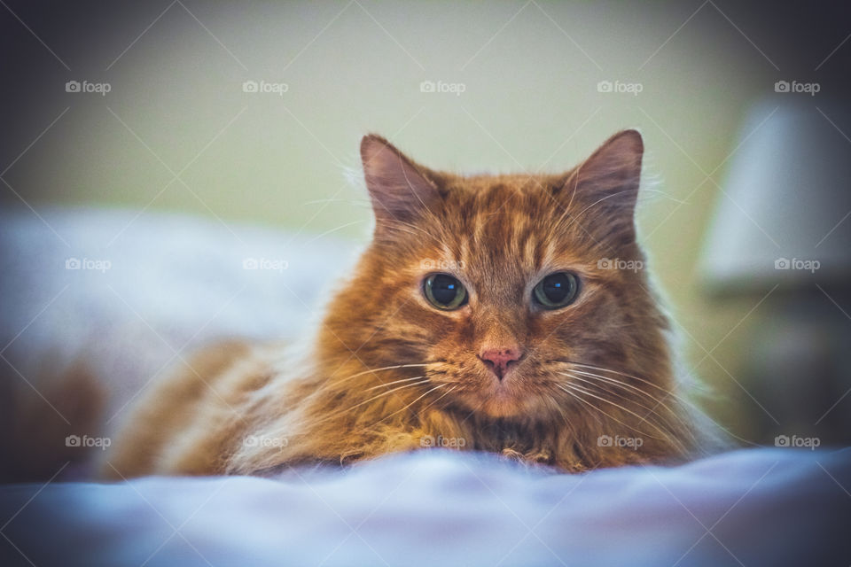 Orange Tabby Cat