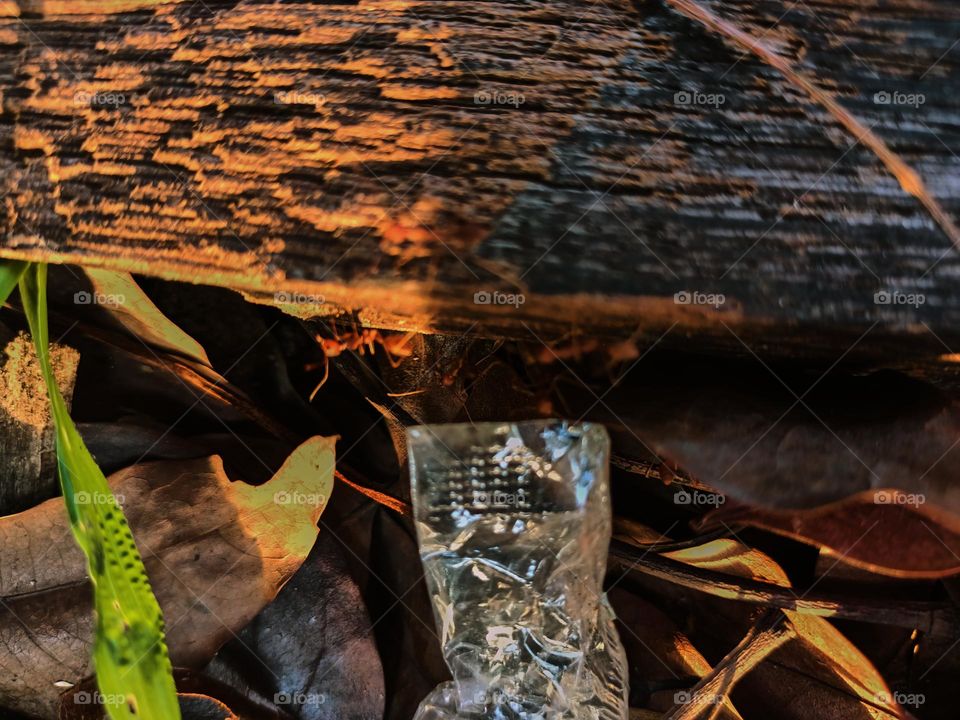 Red ants on the ground in the garden