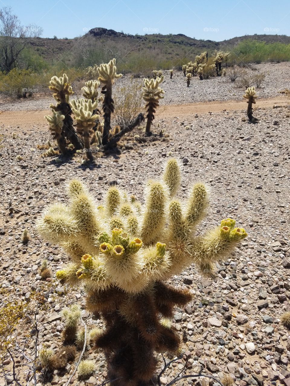 Desert, Cactus, Nature, Dry, Flora