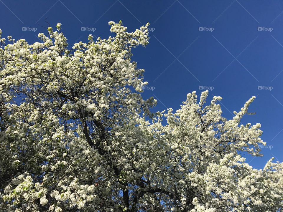 White Blossoms on Tree