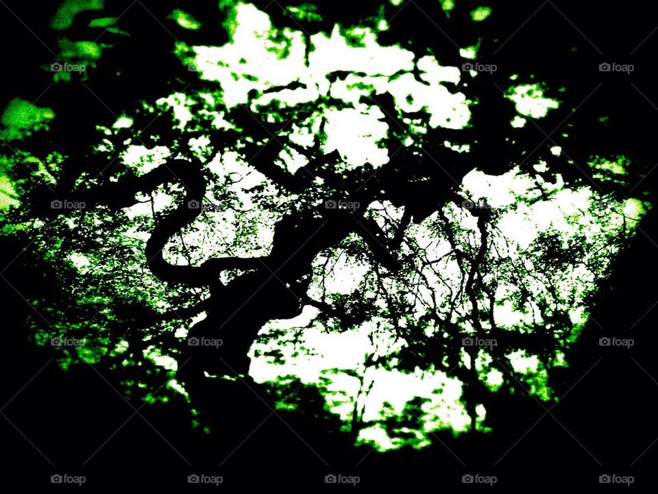 Nature, magic forest, tree