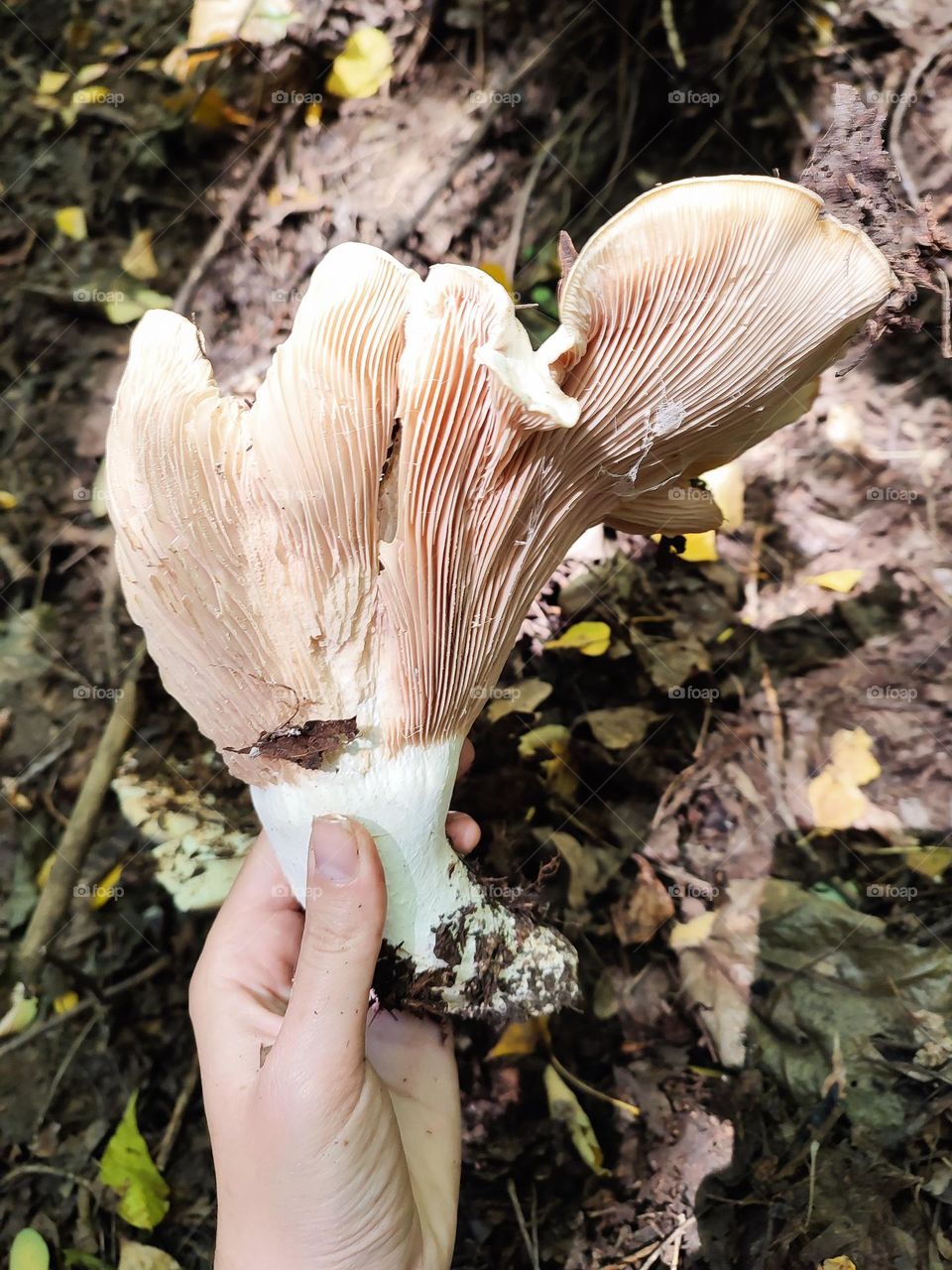 Big wild mushroom Lactarius controversus of irregular shape foraging in autumn forest. Mycology, forest findings