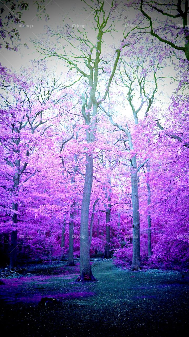 Pink Woods