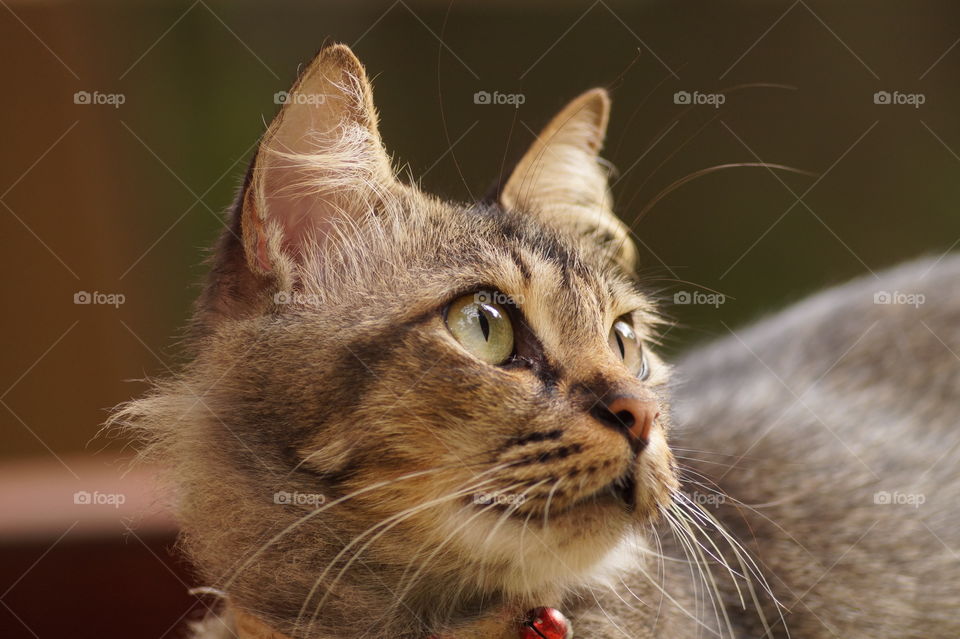 Close up head shot of a cute cat with blurred background