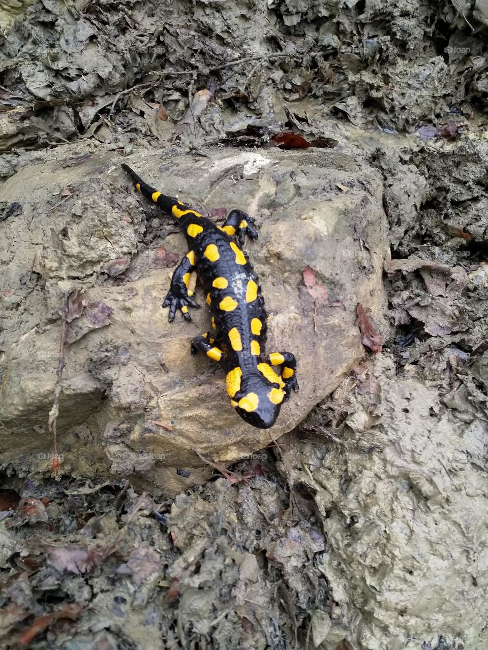 fire salamander