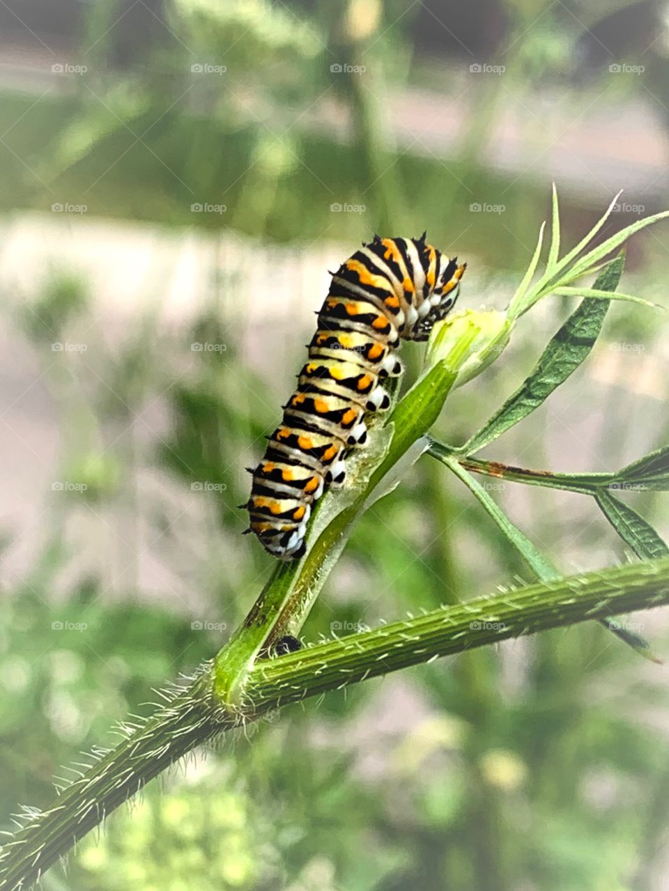 colorful caterpillar eating a plant on a sunny summer day