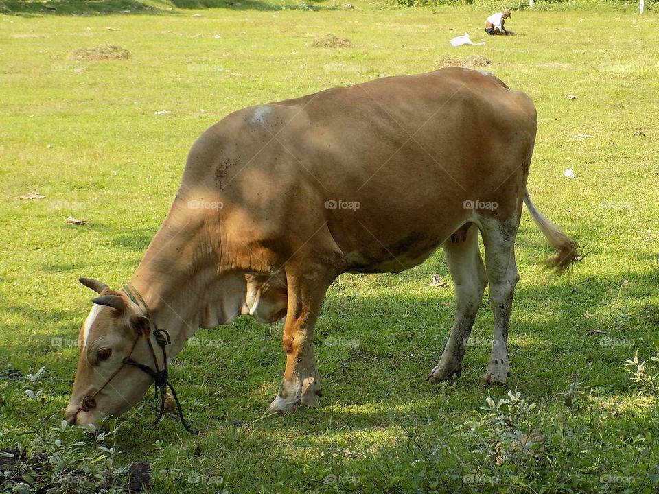 Looking for grass in the field to feed the beloved cow
