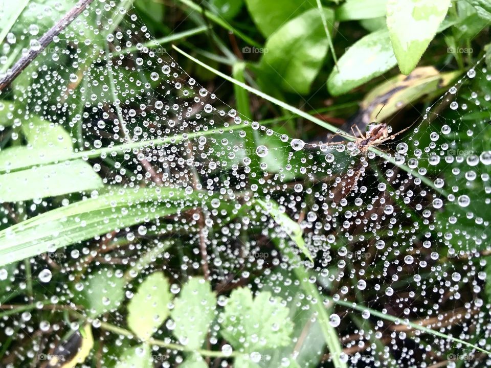Nature, Dew, Rain, Flora, Leaf