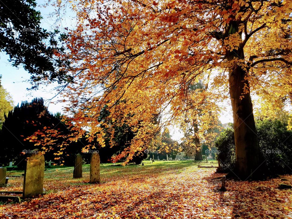 Autumn colours in the cemetery